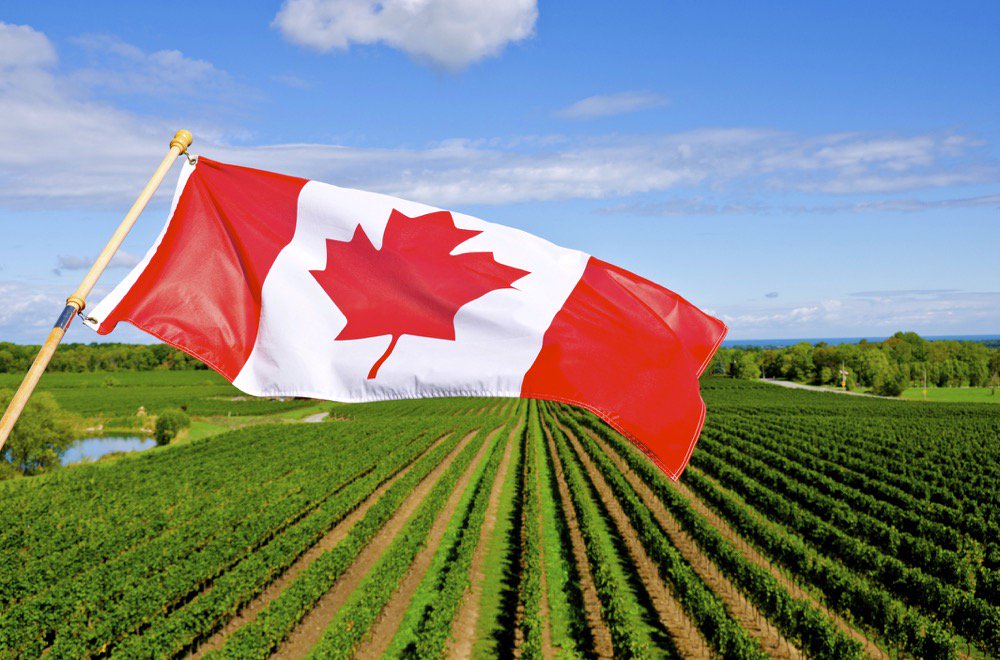 厉害了！加拿大新推“农业工移民”，干农活也能拿枫叶卡！插图